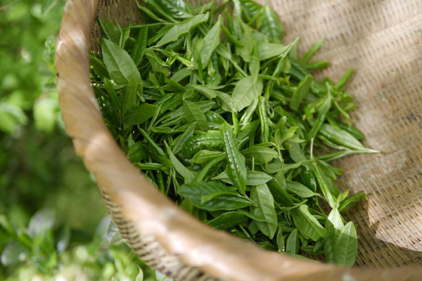 茶品牌营销策划
